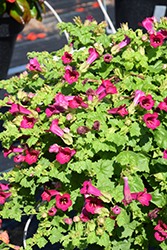 Lofos Compact Rose Creeping Gloxinia (Lophospermum 'Lofos Compact Rose') at Ward's Nursery & Garden Center