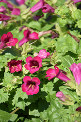 Lofos Compact Rose Creeping Gloxinia (Lophospermum 'Lofos Compact Rose') at Ward's Nursery & Garden Center