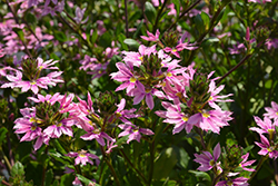 Bombay Pink Fan Flower (Scaevola aemula 'Bombay Pink') at Ward's Nursery & Garden Center