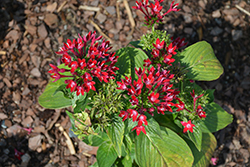 Starcluster Red Star Flower (Pentas lanceolata 'Starcluster Red') at Ward's Nursery & Garden Center