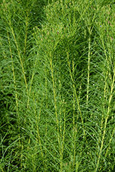 Narrowleaf Ironweed (Vernonia lettermannii) at Ward's Nursery & Garden Center