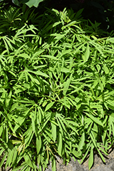 Sweet Caroline Medusa Green Sweet Potato Vine (Ipomoea batatas 'Sweet Caroline Medusa Green') at Ward's Nursery & Garden Center
