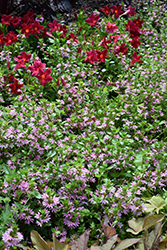 Bombay Pink Fan Flower (Scaevola aemula 'Bombay Pink') at Ward's Nursery & Garden Center