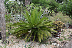 Chestnut Dioon (Dioon edule) at Ward's Nursery & Garden Center