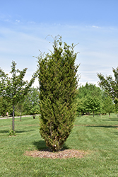 Brodie Redcedar (Juniperus virginiana 'Brodie') at Ward's Nursery & Garden Center