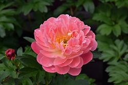 Pink Hawaiian Coral Peony (Paeonia 'Pink Hawaiian Coral') at Ward's Nursery & Garden Center