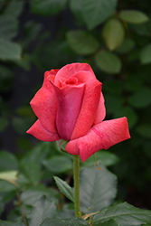 Cinnamon Dolce Rose (Rosa 'Meitadeha') at Ward's Nursery & Garden Center