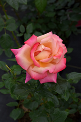 Chicago Peace Rose (Rosa 'Chicago Peace') at Ward's Nursery & Garden Center