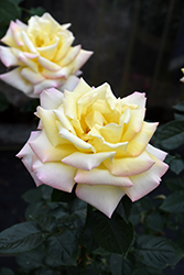Peace Rose (Rosa 'Peace') at Ward's Nursery & Garden Center