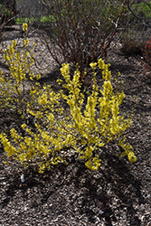 Show Off Sugar Baby Forsythia (Forsythia x intermedia 'NIMBUS') at Ward's Nursery & Garden Center