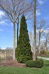 Steeplechase Arborvitae (Thuja 'Steeplechase') at Ward's Nursery & Garden Center