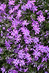Bedazzled Pink Phlox (Phlox 'Bedazzled Pink') at Ward's Nursery & Garden Center