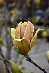 Sunsation Magnolia (Magnolia 'Sunsation') at Ward's Nursery & Garden Center