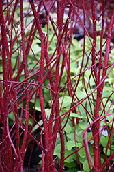 Bailey Red-Twig Dogwood (Cornus baileyi) at Ward's Nursery & Garden Center