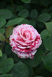 Scentimental Rose (Rosa 'Scentimental') at Ward's Nursery & Garden Center