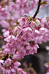 Okame Flowering Cherry (Prunus 'Okame') at Ward's Nursery & Garden Center