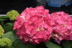 Summer Crush Hydrangea (Hydrangea macrophylla 'Bailmacfive') at Ward's Nursery & Garden Center