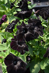 Black Magic Petunia (Petunia 'Black Magic') at Ward's Nursery & Garden Center