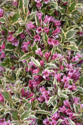 My Monet Purple Effect Weigela (Weigela florida 'Verweig8') at Ward's Nursery & Garden Center