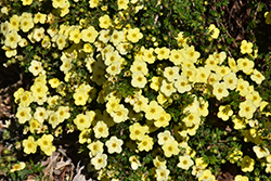 Primrose Beauty Potentilla (Potentilla fruticosa 'Primrose Beauty') at Ward's Nursery & Garden Center
