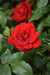 Grace N' Grit Red Rose (Rosa 'Meizygglie') at Ward's Nursery & Garden Center