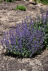 Cat's Pajamas Catmint (Nepeta 'Cat's Pajamas') at Ward's Nursery & Garden Center