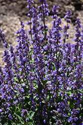 Cat's Pajamas Catmint (Nepeta 'Cat's Pajamas') at Ward's Nursery & Garden Center