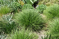 Autumn Moor Grass (Sesleria autumnalis) at Ward's Nursery & Garden Center