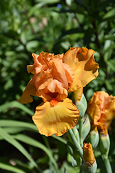 Savannah Sunset Iris (Iris 'Savannah Sunset') at Ward's Nursery & Garden Center