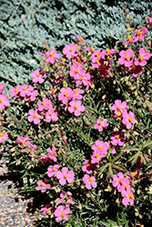 Wisley Pink Rock Rose (Helianthemum nummularium 'Wisley Pink') at Ward's Nursery & Garden Center