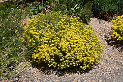 Basket Of Gold Alyssum (Aurinia saxatilis 'Basket Of Gold') at Ward's Nursery & Garden Center