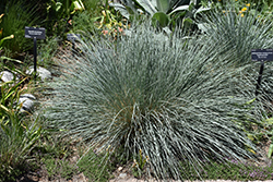Saphirsprudel Blue Oat Grass (Helictotrichon sempervirens 'Saphirsprudel') at Ward's Nursery & Garden Center