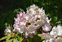 Hoopla Rhododendron (Rhododendron 'Hoopla') at Ward's Nursery & Garden Center