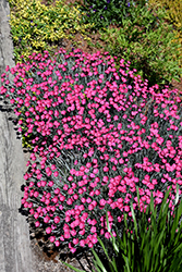 Wicked Witch Pinks (Dianthus gratianopolitanus 'Wicked Witch') at Ward's Nursery & Garden Center