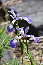 Blue Flag Iris (Iris versicolor) at Ward's Nursery & Garden Center