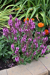 Rose Marvel Meadow Sage (Salvia nemorosa 'Rose Marvel') at Ward's Nursery & Garden Center