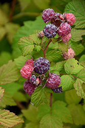 Jewel Black Raspberry (Rubus occidentalis 'Jewel') at Ward's Nursery & Garden Center
