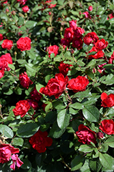 Oso Easy Double Red Rose (Rosa 'Meipeporia') at Ward's Nursery & Garden Center