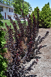 Winecraft Black Smokebush (Cotinus coggygria 'NCCO1') at Ward's Nursery & Garden Center