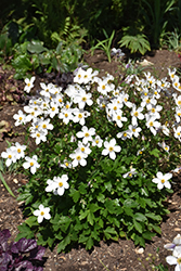 Wild Swan Anemone (Anemone 'Macane001') at Ward's Nursery & Garden Center