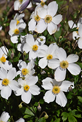 Wild Swan Anemone (Anemone 'Macane001') at Ward's Nursery & Garden Center