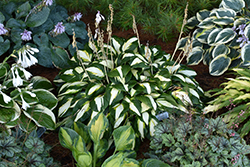 Vulcan Hosta (Hosta 'Vulcan') at Ward's Nursery & Garden Center