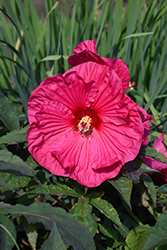 Summer In Paradise Hibiscus (Hibiscus 'Summer In Paradise') at Ward's Nursery & Garden Center