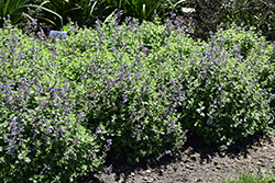 Cat's Pajamas Catmint (Nepeta 'Cat's Pajamas') at Ward's Nursery & Garden Center