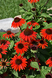 Sombrero Sangrita Coneflower (Echinacea 'Balsomanita') at Ward's Nursery & Garden Center