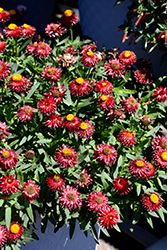 Mohave Dark Red Strawflower (Bracteantha bracteata 'KLEBB16011') at Ward's Nursery & Garden Center
