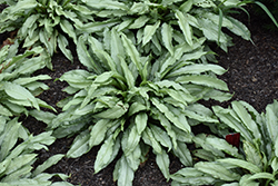 Diane Clare Lungwort (Pulmonaria longifolia 'Diana Clare') at Ward's Nursery & Garden Center