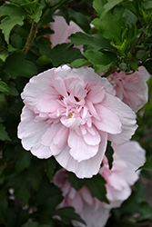 Pink Chiffon Rose of Sharon (Hibiscus syriacus 'JWNWOOD4') at Ward's Nursery & Garden Center