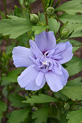 Blue Chiffon Rose of Sharon (Hibiscus syriacus 'Notwoodthree') at Ward's Nursery & Garden Center