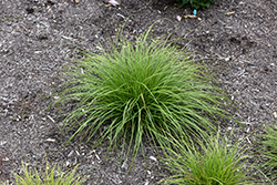 Pennsylvania Sedge (Carex pensylvanica) at Ward's Nursery & Garden Center